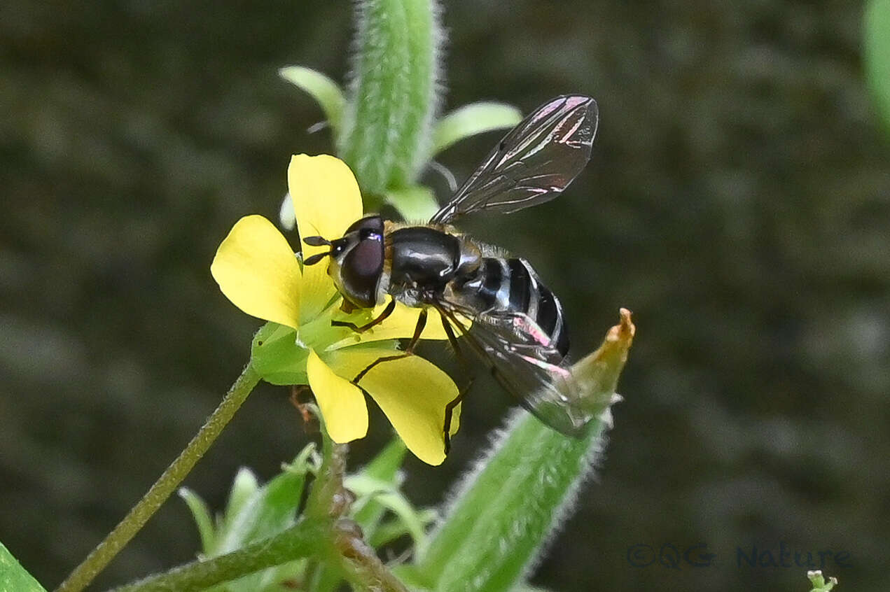 Image of Betasyrphus serarius (Wiedemann 1830)