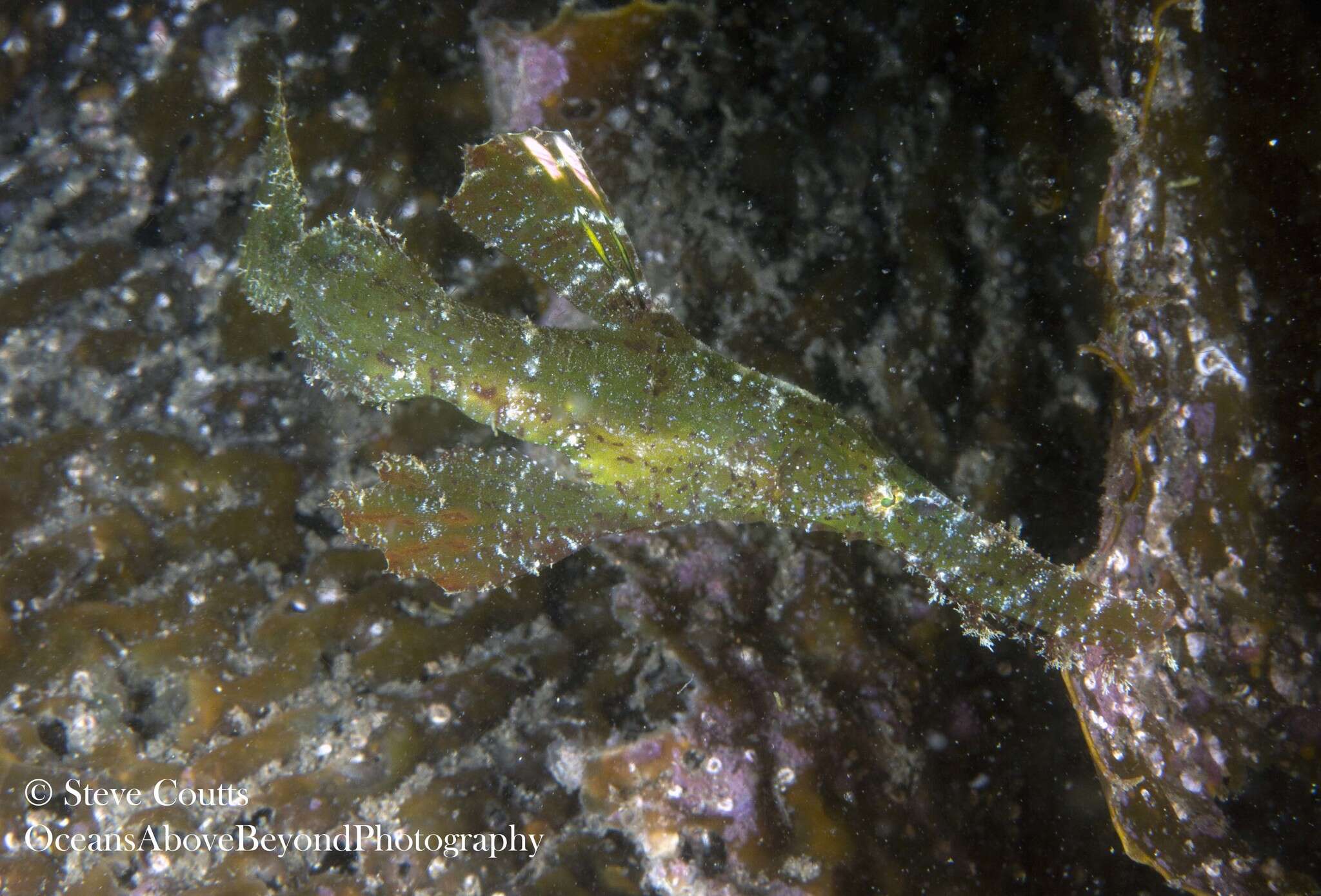 Image of Ghost pipefish