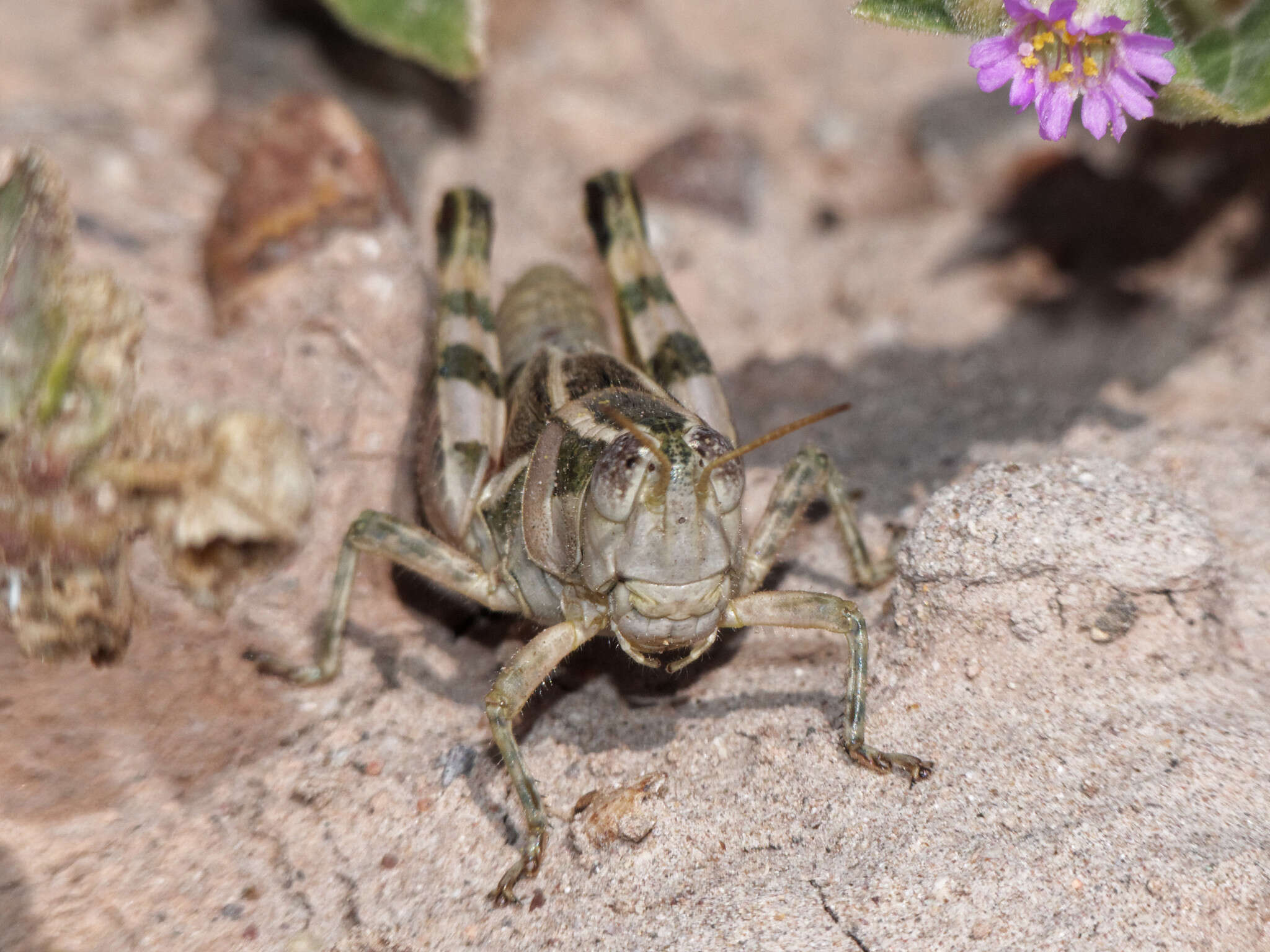 Image of Dichroplus vittatus Bruner & L. 1900