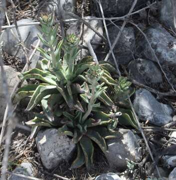 Image of Echeveria paniculata A. Gray