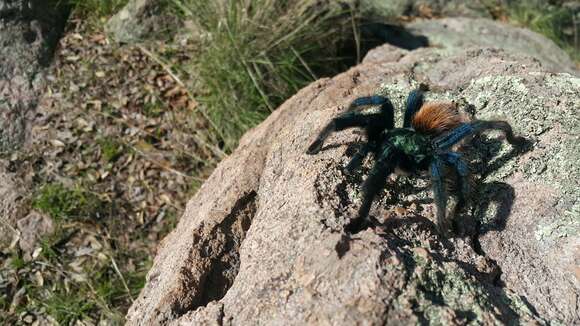 Image of Aphonopelma mooreae Smith 1995