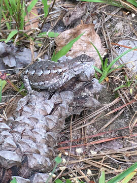 Image of Southern Prairie Lizard