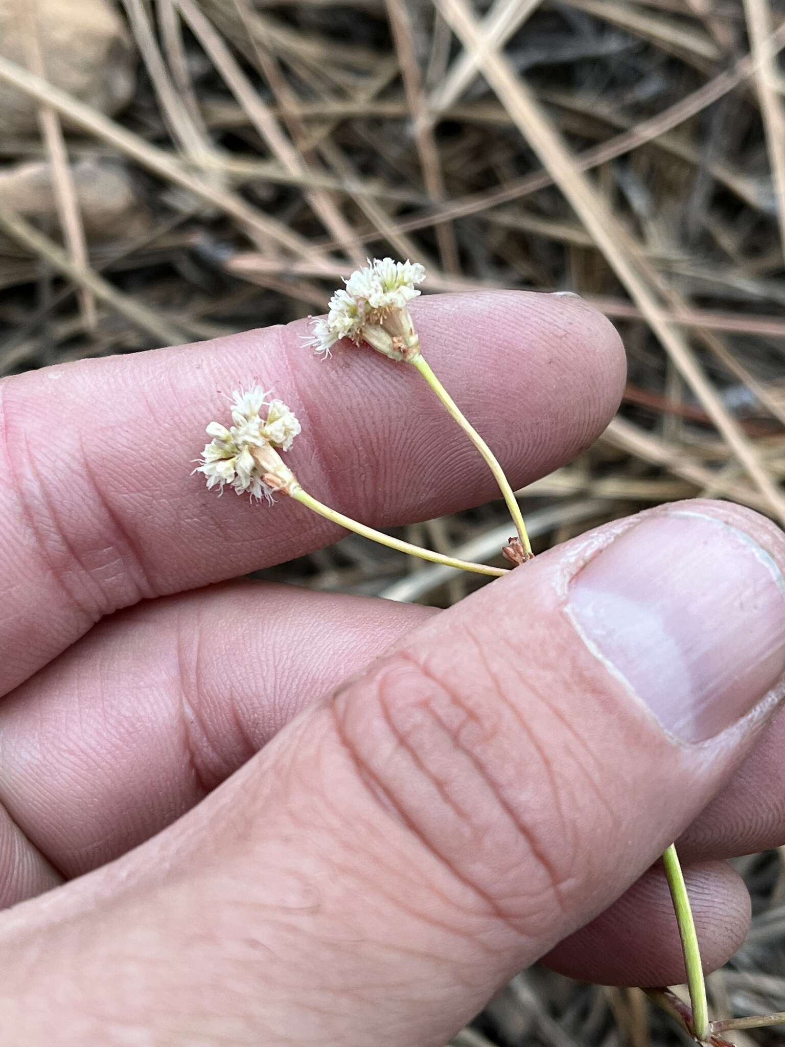 Eriogonum nudum var. nudum resmi