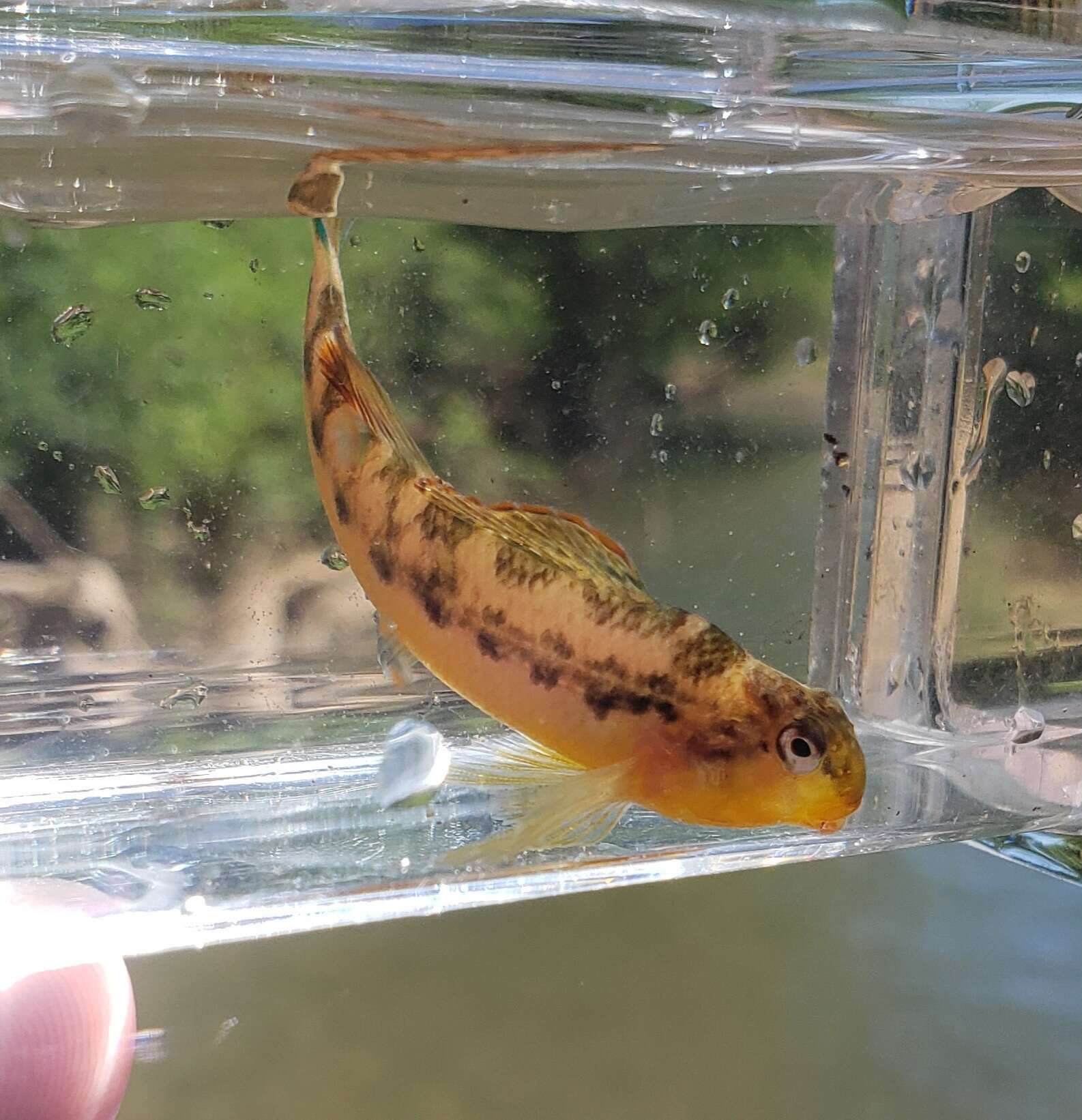 Image of Saffron darter