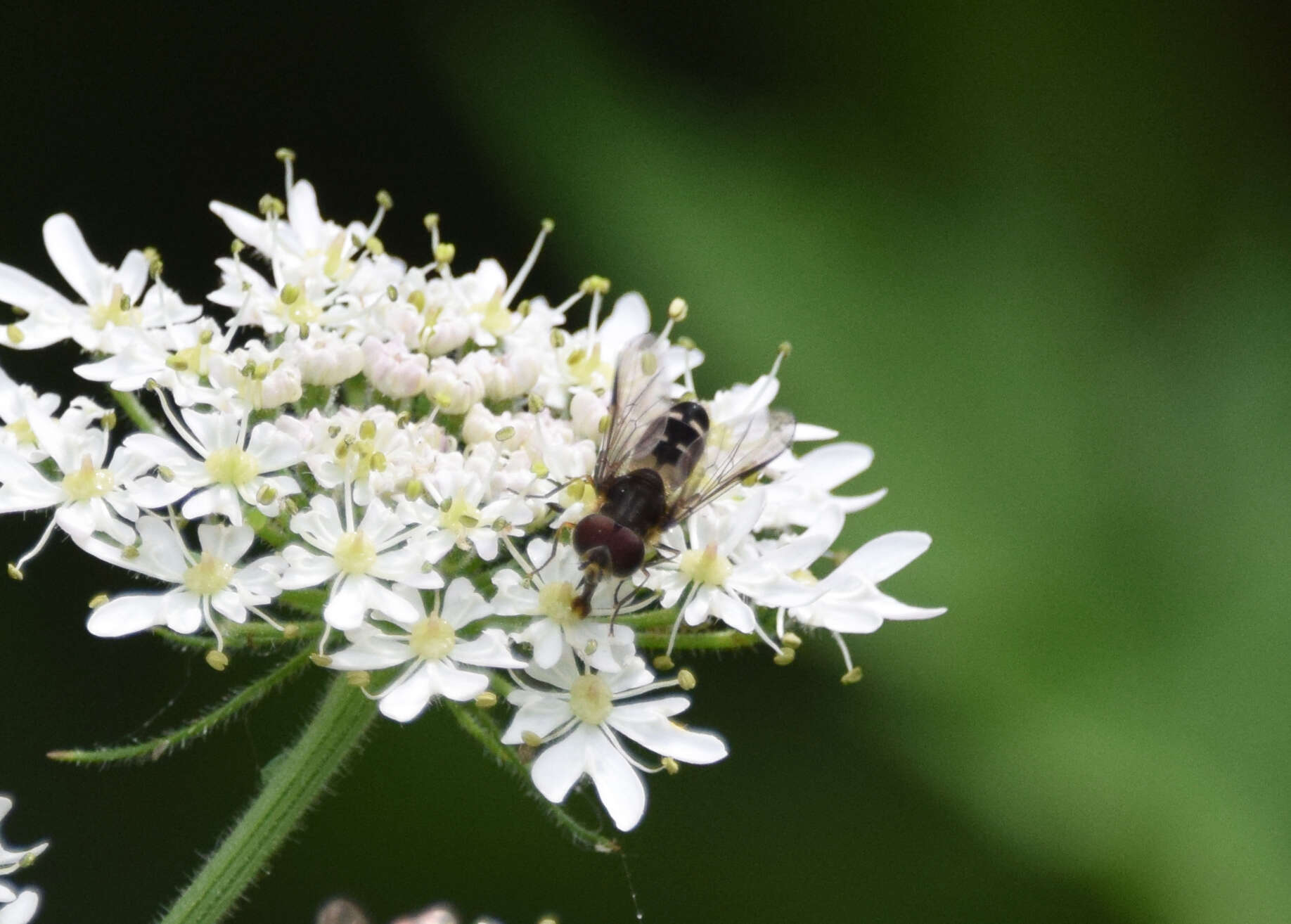 Leucozona laternaria (Muller 1776) resmi