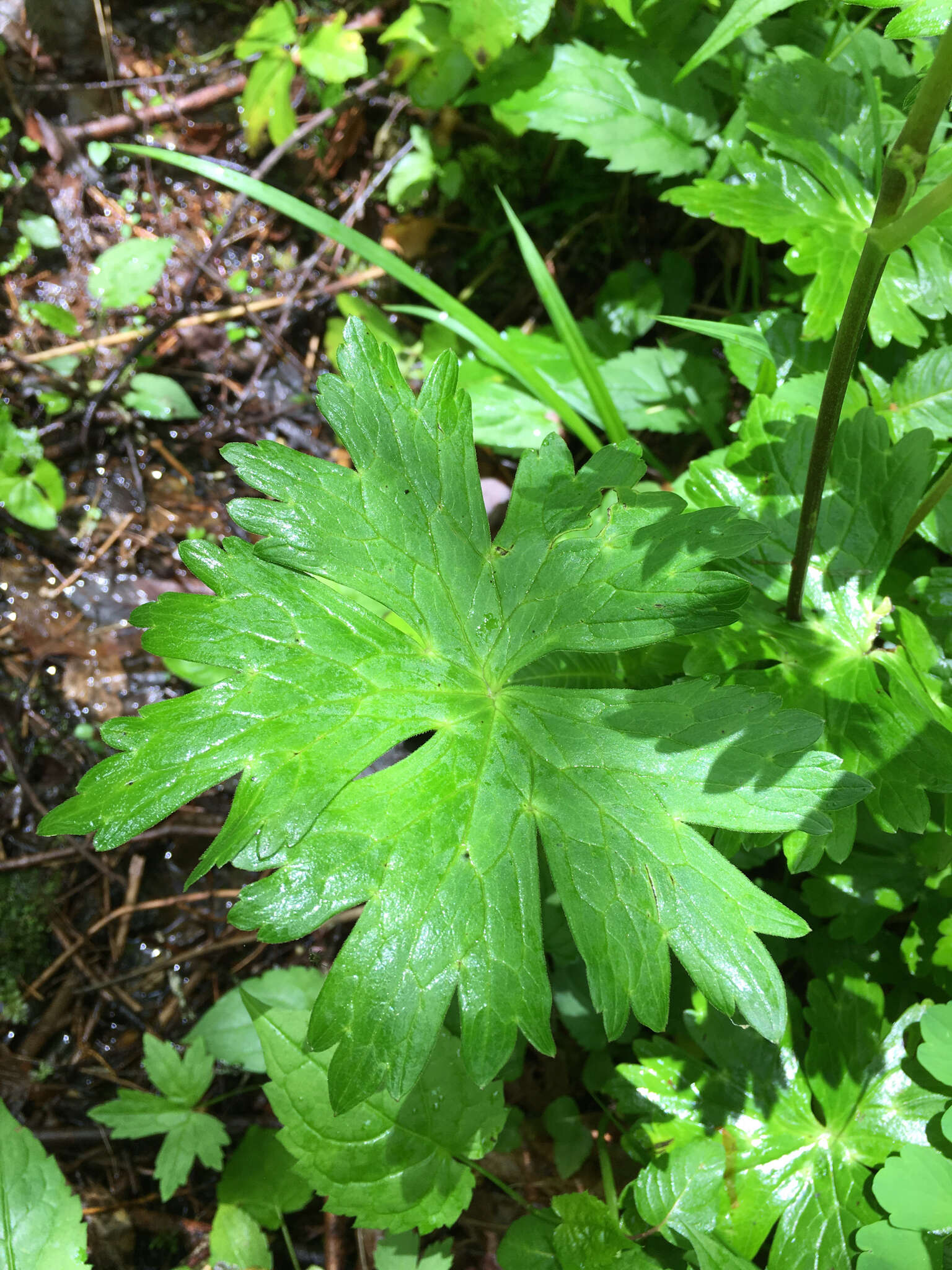 Imagem de Aconitum reclinatum A. Gray