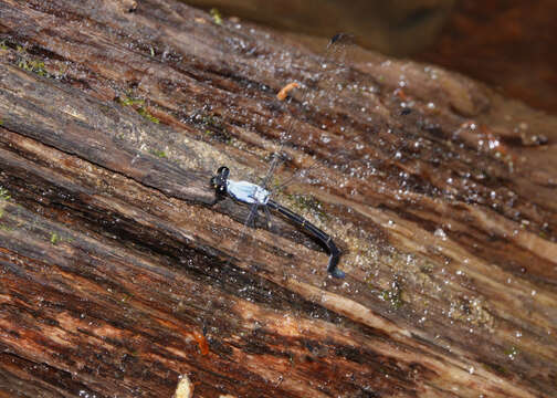 Image of azure flatwing