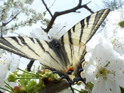 Image of Iphiclides