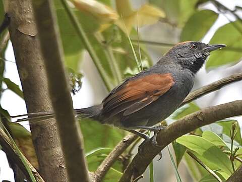 Image of Slaty Spinetail