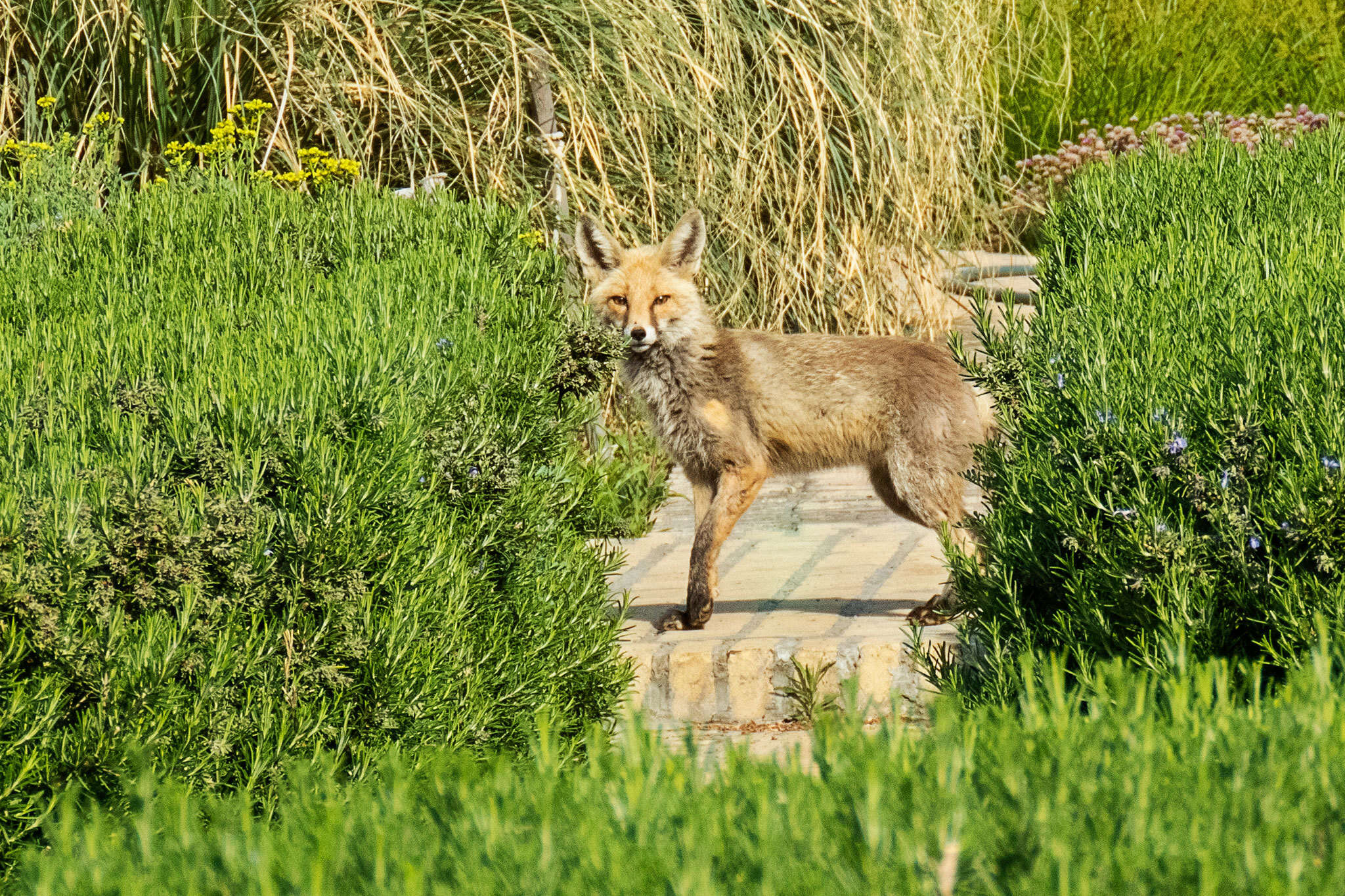 Image of Turkmenian fox