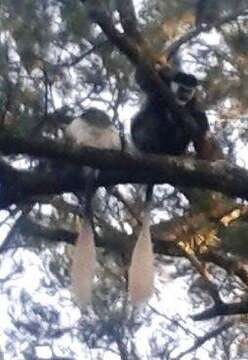 Plancia ëd Colobus guereza guereza Rüppell 1835