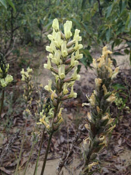 Слика од Oxytropis campestris var. varians (Rydb.) Barneby