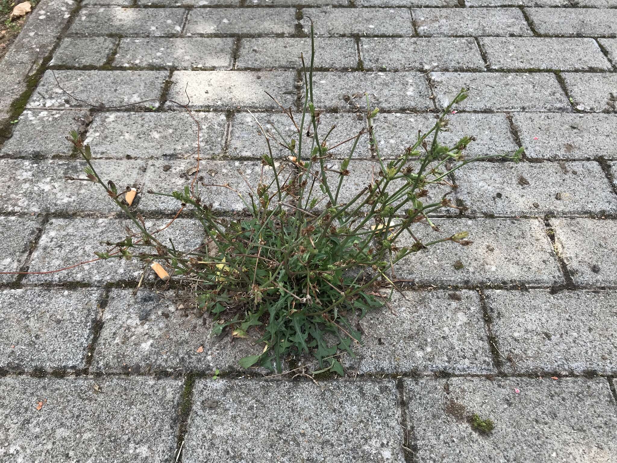 Image of Cichorium intybus subsp. intybus