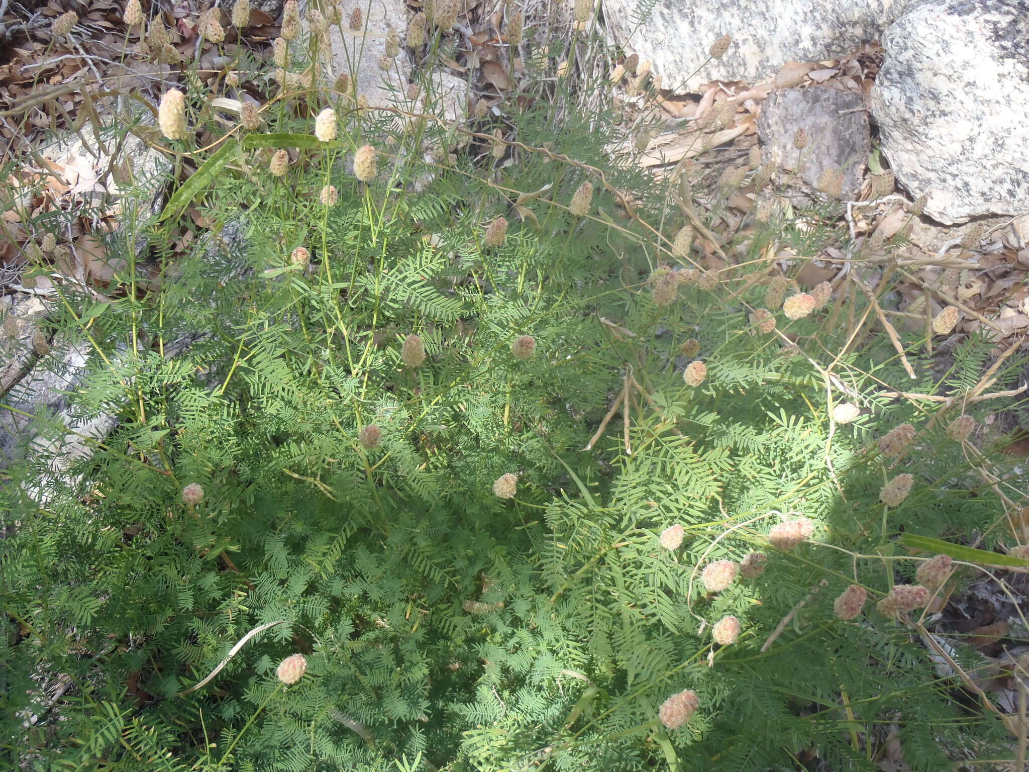 Image of Lumholtz's prairie clover