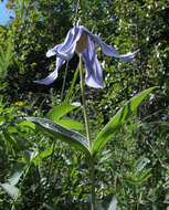 Imagem de Clematis integrifolia L.