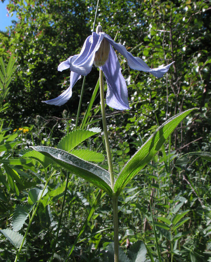 Imagem de Clematis integrifolia L.