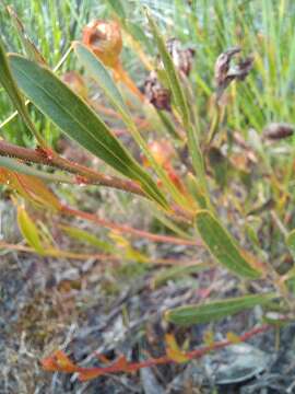 Sivun Daviesia alternifolia Endl. kuva