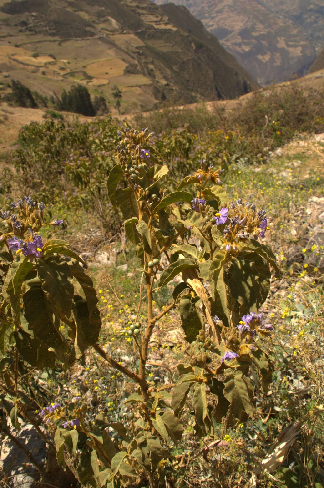 Image of Solanum glutinosum Dun.