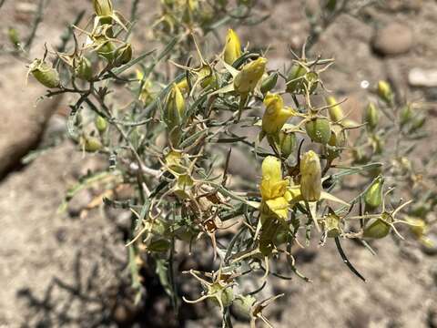 Image of Mentzelia sivinskii J. J. Schenk & L. Hufford