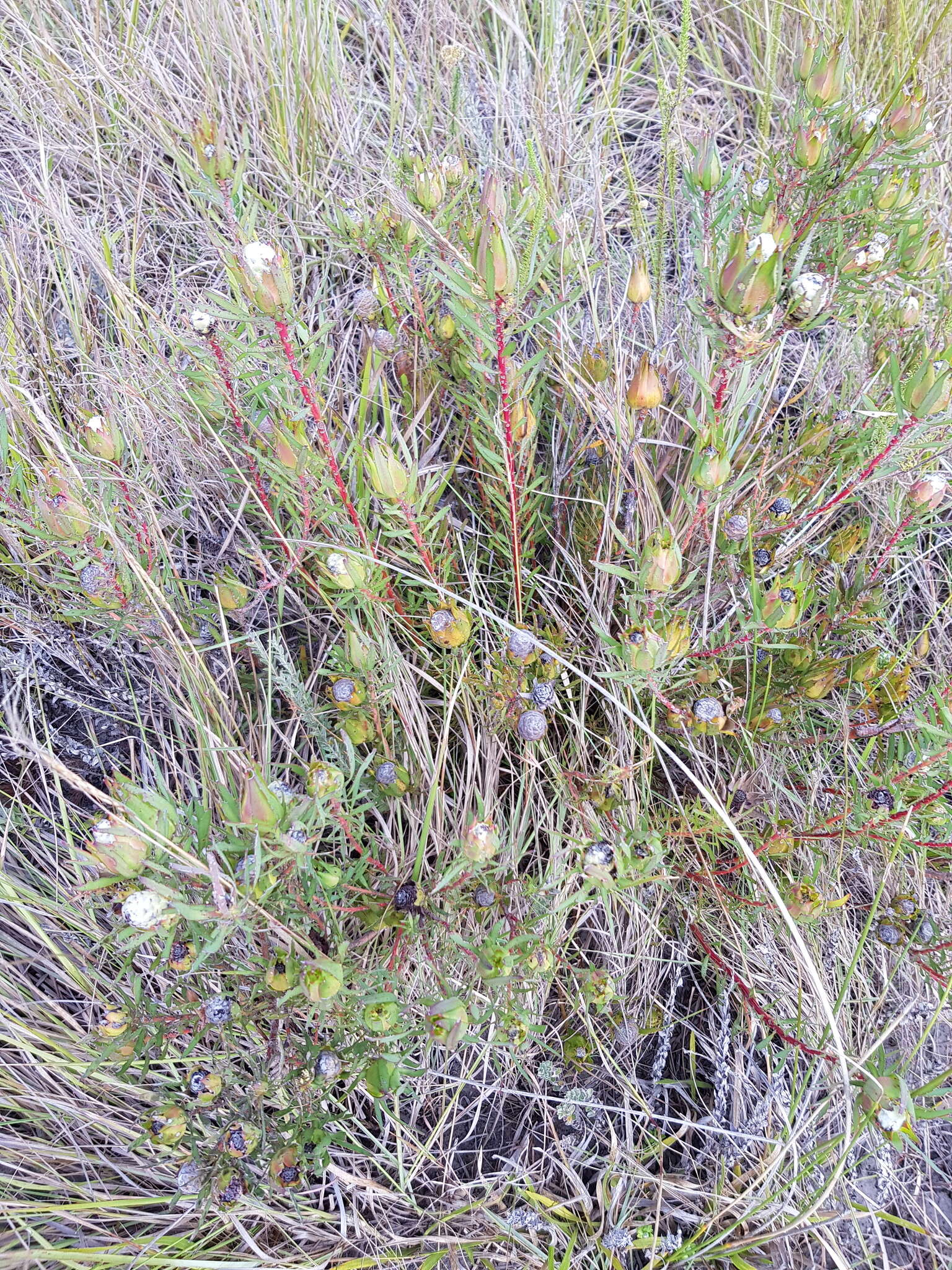 Image of Leucadendron spissifolium subsp. phillipsii (Hutch.) I. Williams