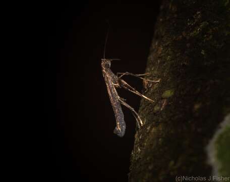 Image of Caloptilia eurycnema (Turner 1894)