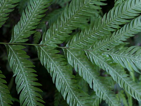 Image of Pteris incompleta Cav.