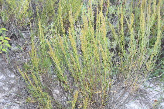 صورة Artemisia salsoloides Willd.