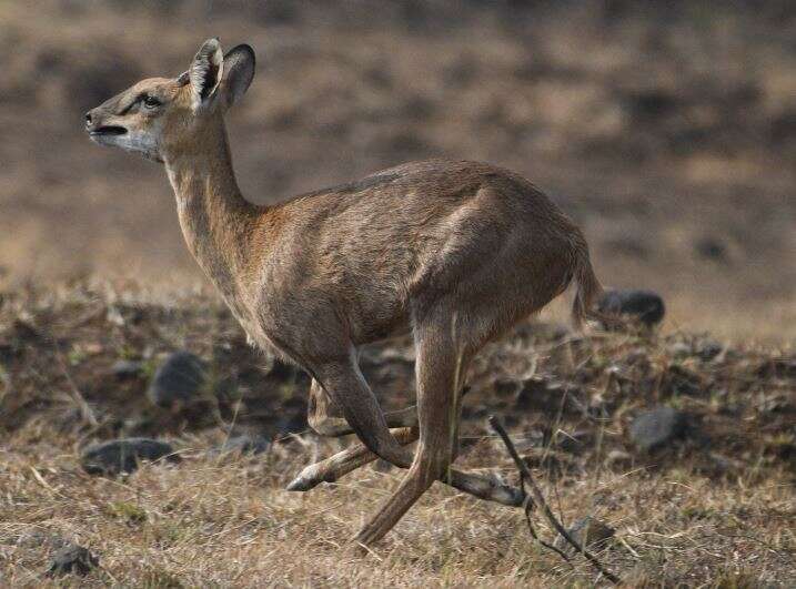 Image of Four-horned Antelope