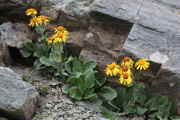 Image of Tephroseris integrifolia subsp. primulifolia (Cufod.) Greuter