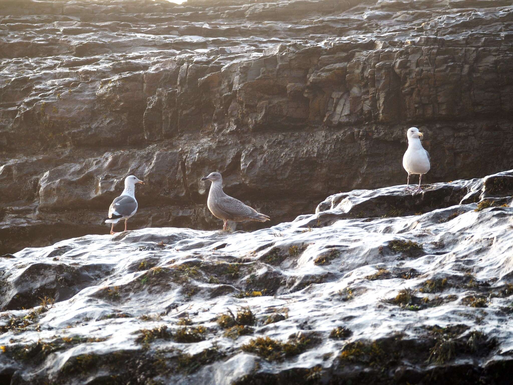 Image of Glaucous-winged Gull