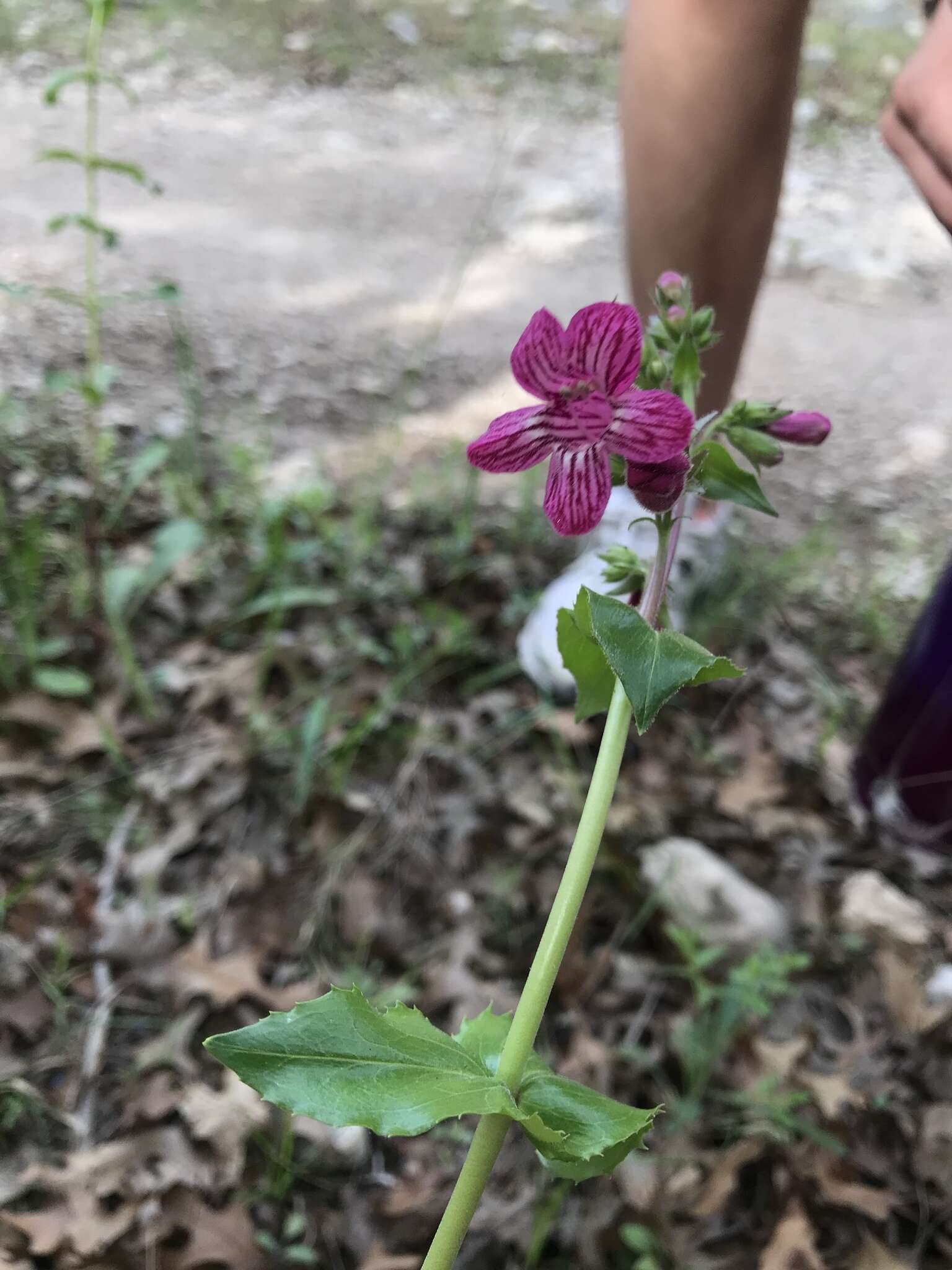 Слика од Penstemon triflorus Heller