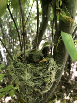 Image of southwestern willow flycatcher