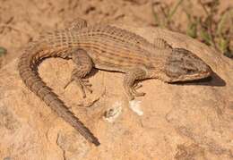 Image of Cape Girdled Lizard