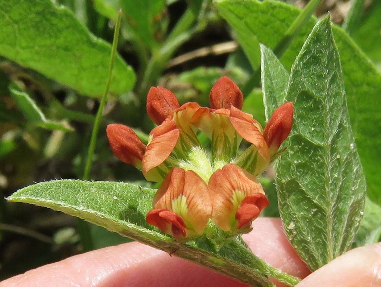 Psoralea rhombifolia Torr. & A. Gray的圖片