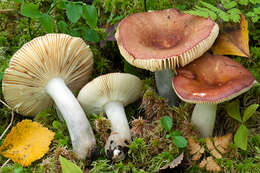 Image de Russula rivulicola Ruots. & Vauras 2000