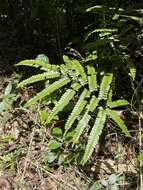 Imagem de Adiantum pyramidale (L.) Willd.