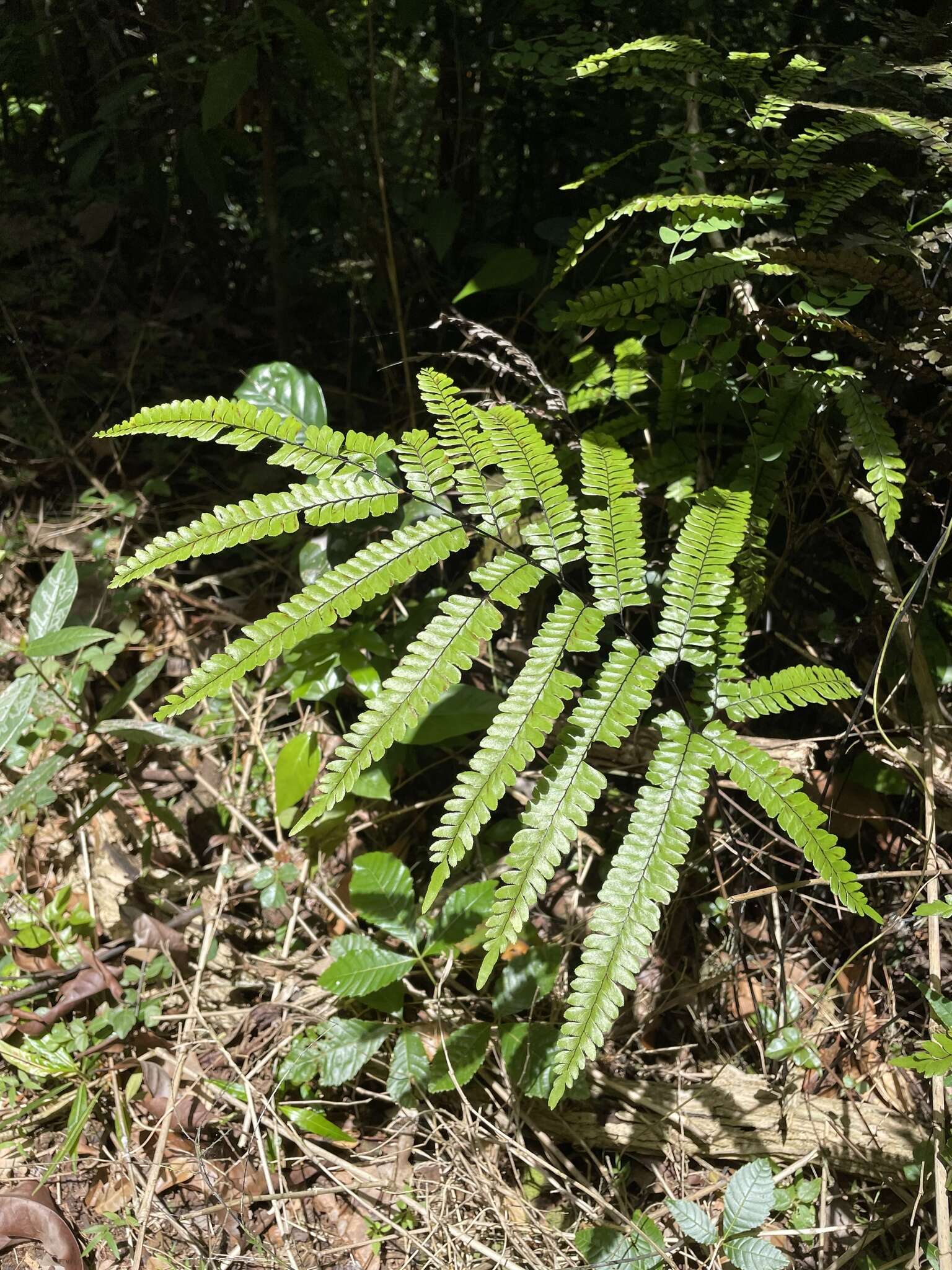 Imagem de Adiantum pyramidale (L.) Willd.