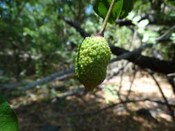 Image of Cynophalla verrucosa (Jacq.) J. Presl