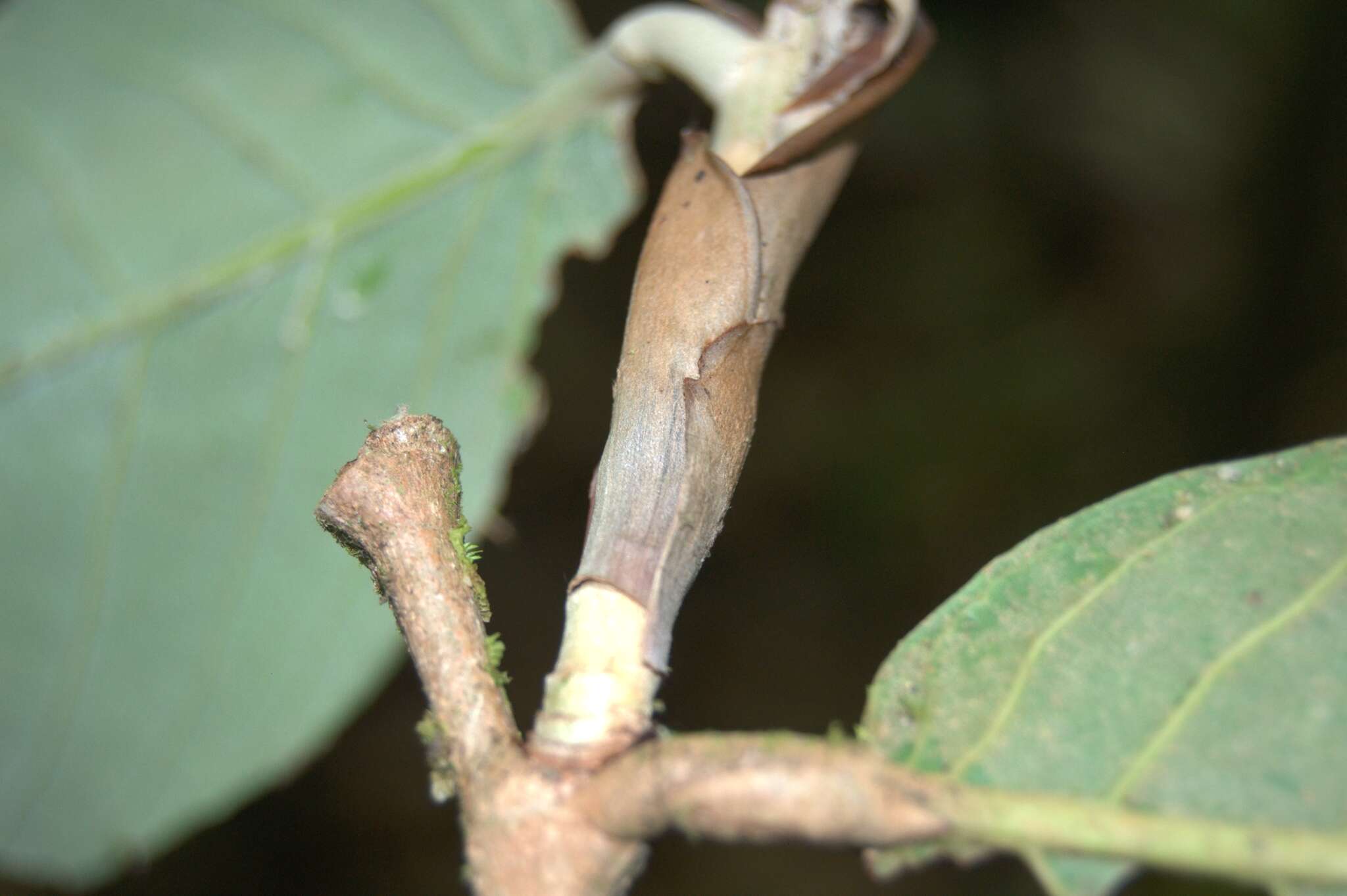 Sivun Licania corniculata G. T. Prance kuva