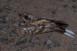 Image of Indian Nightjar