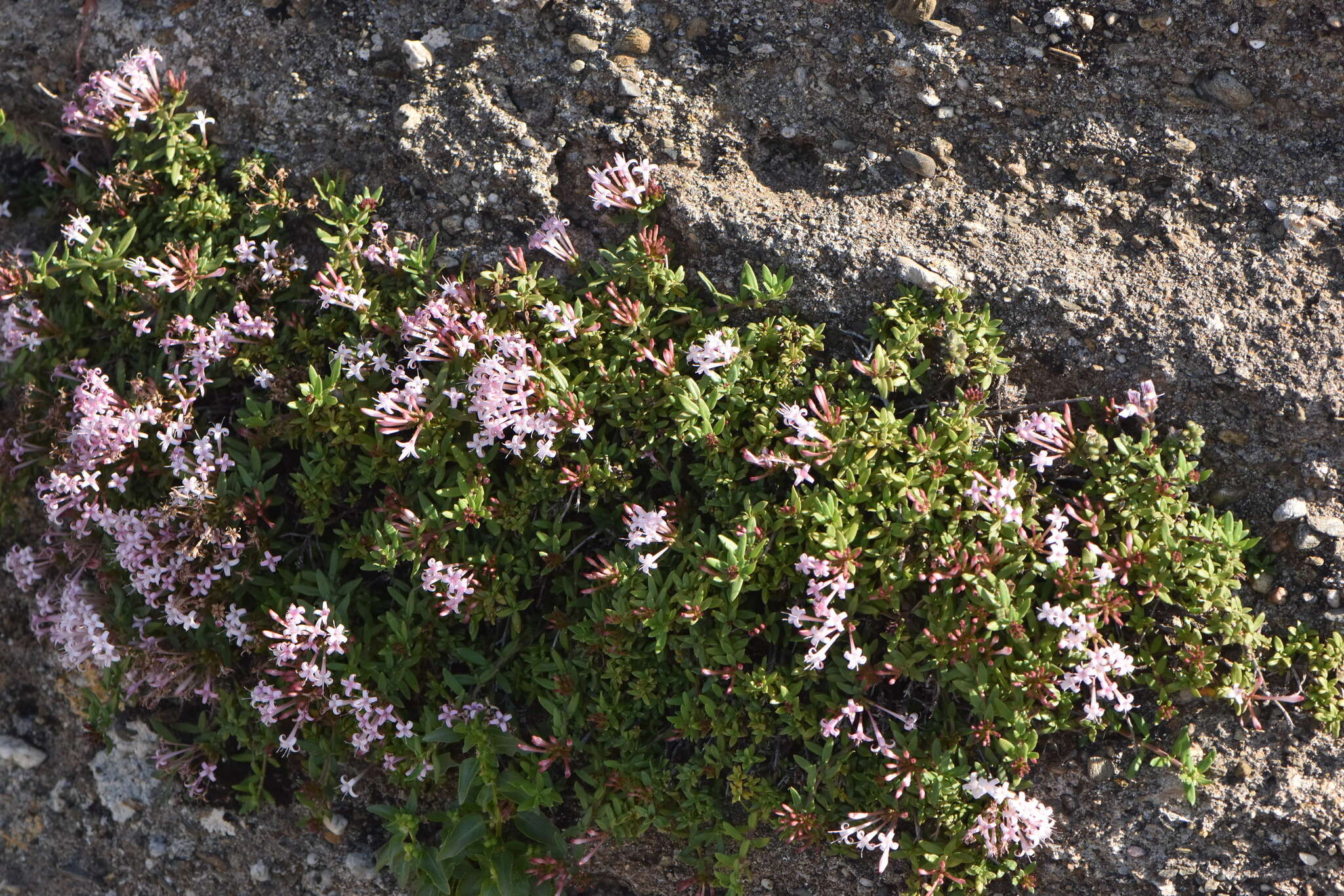 Plocama calabrica (L. fil.) M. Backlund & Thulin的圖片