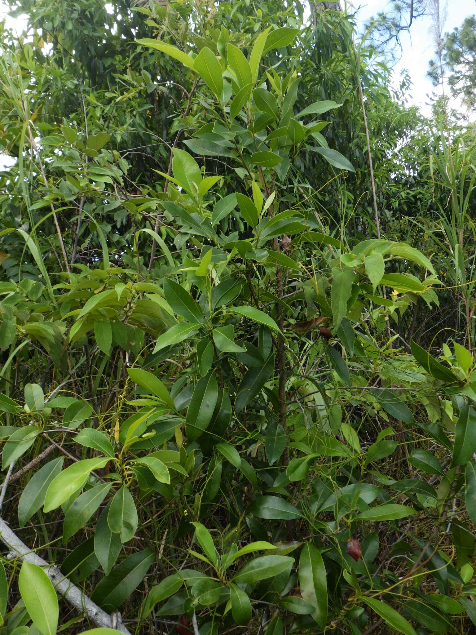 Image de Sideroxylon salicifolium (L.) Lam.