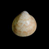 Image of Norway cockle