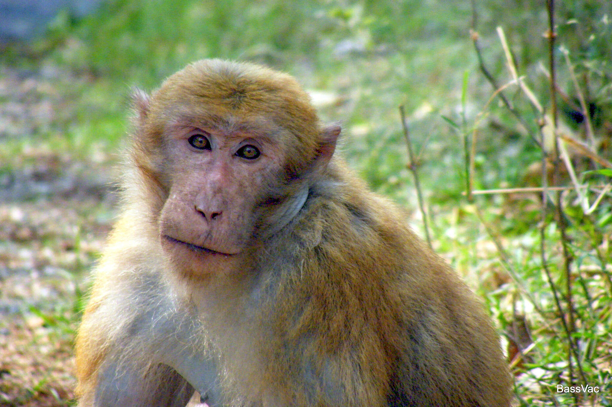 Image of Assam Macaque