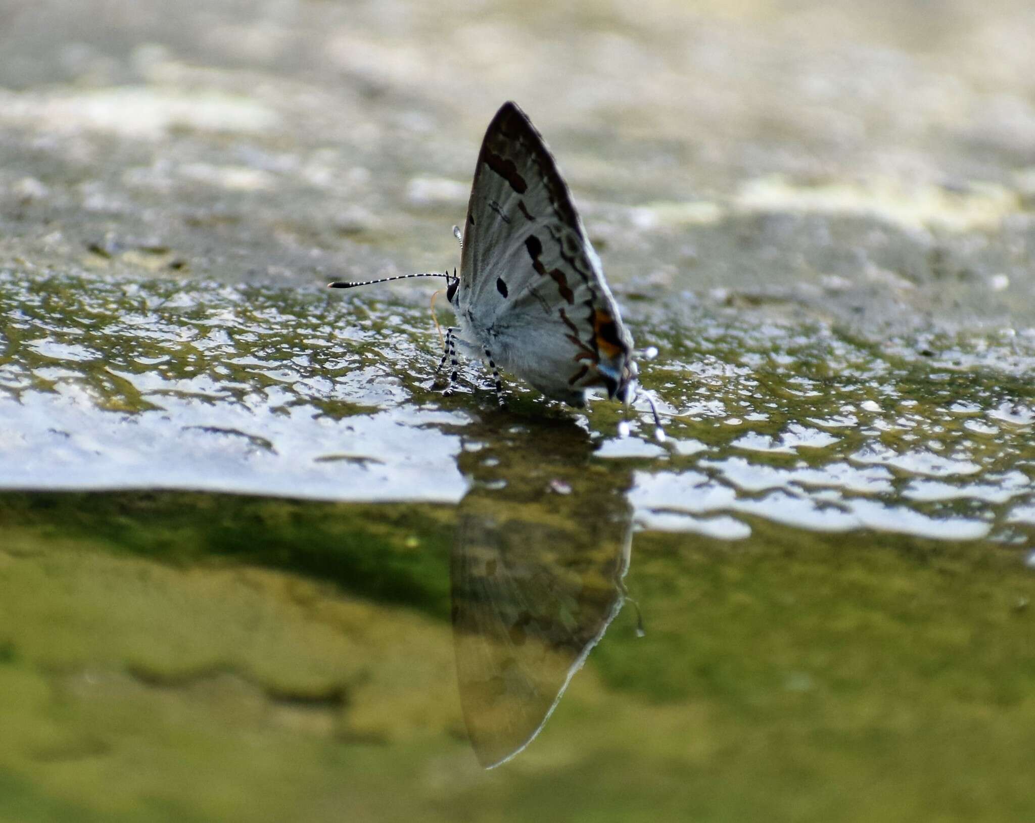 Image of Hypolycaena othona