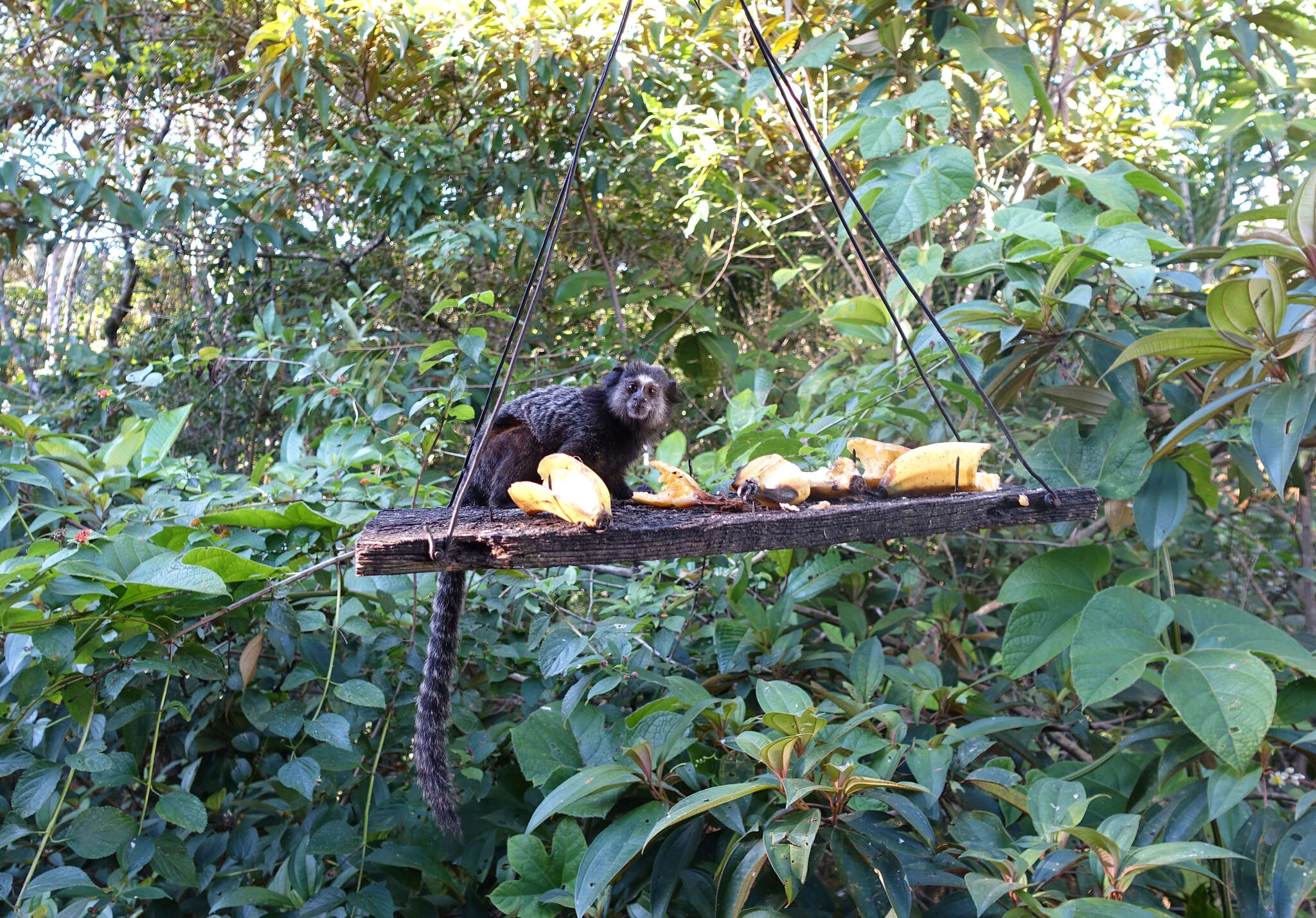 Image of Wied's Black-tufted-ear Marmoset