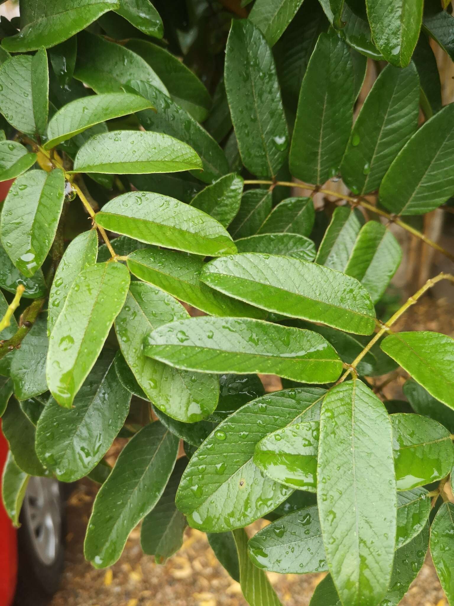 Image de Millettia grandis (E. Mey.) Skeels