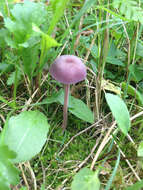 Image of Laccaria amethystina Cooke 1884