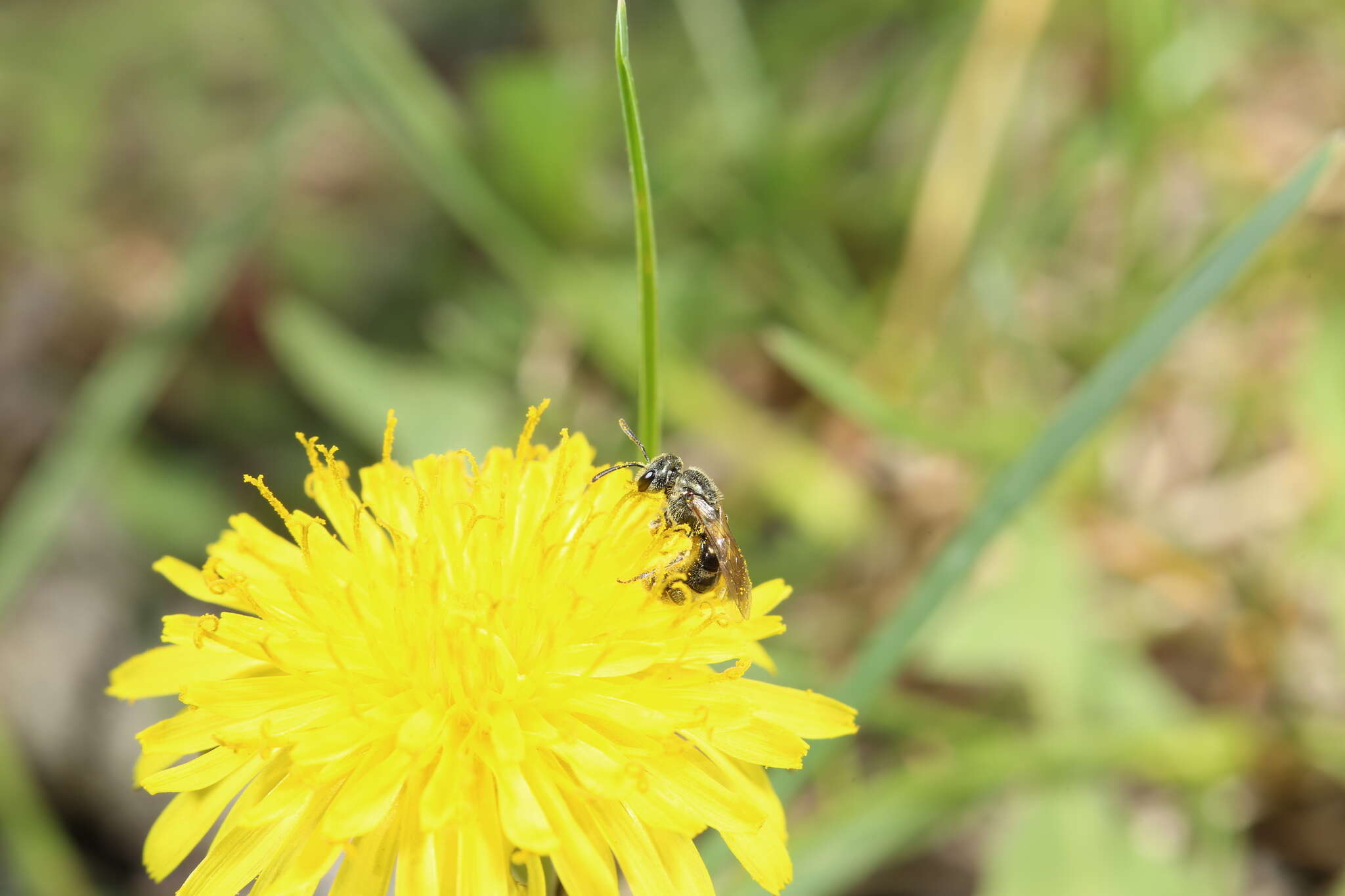 Image de Lasioglossum laevissimum (Smith 1853)