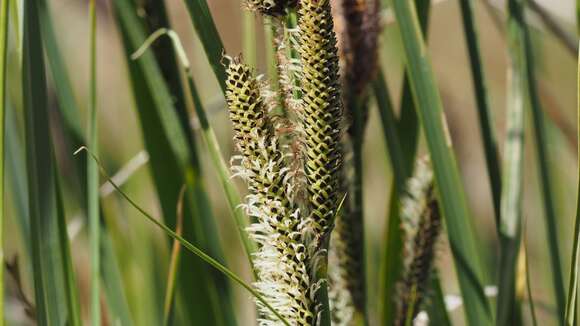 Image of Western Rough Sedge